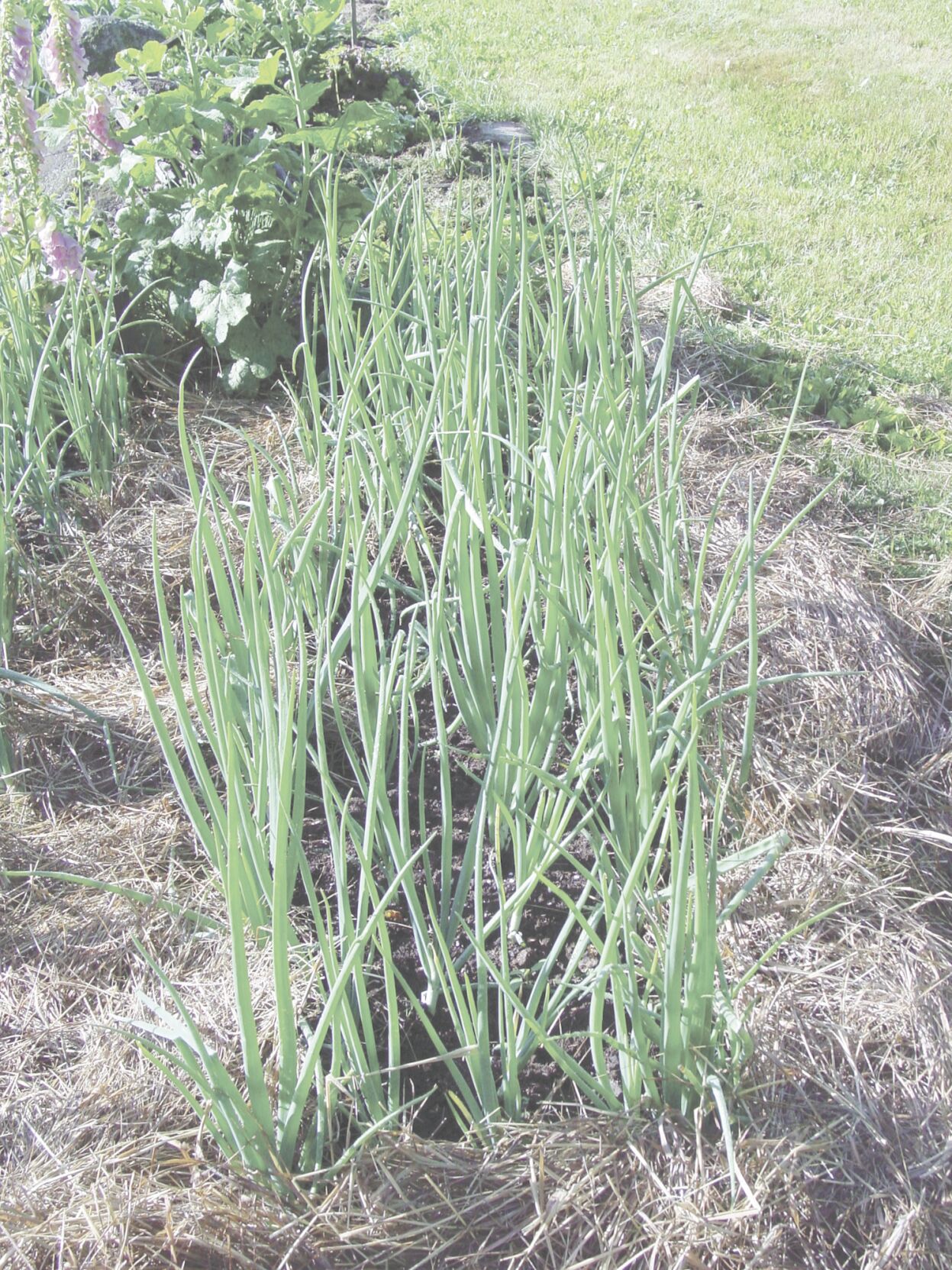 mulched onions