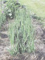 More Thoughts While Weeding: What to do when it's wicked dry