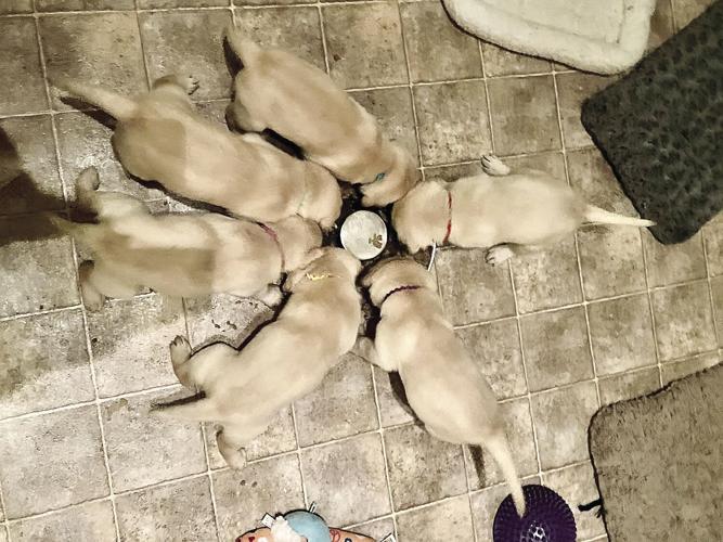 ACTS - 5-week-old puppies eating - Jonesy