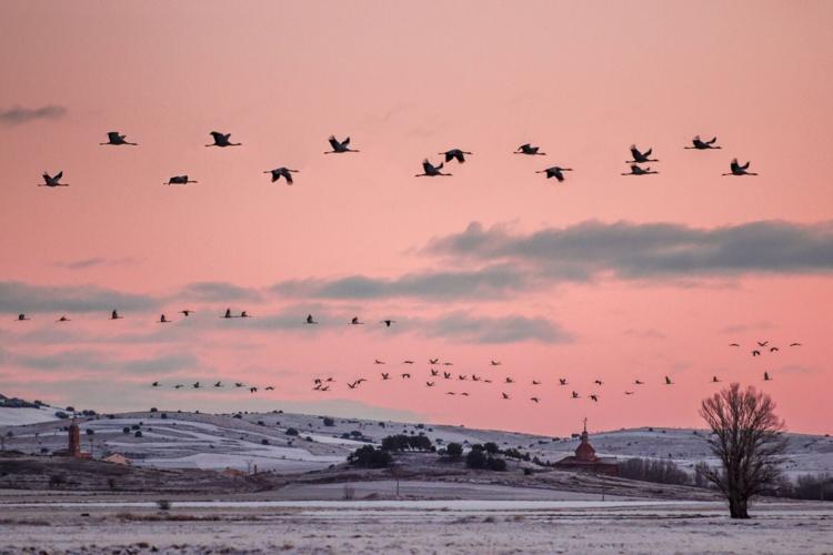 Birds are getting smaller all around the world, suggests study