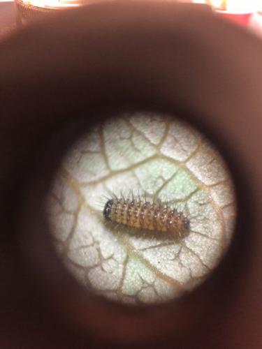 5caterpillarthru-microscope-768x576.jpg