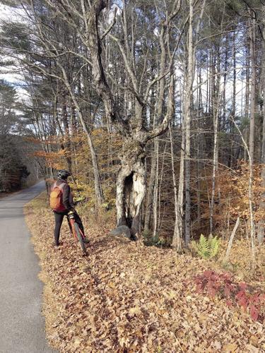 Wheel Family Fun - Halloween tree