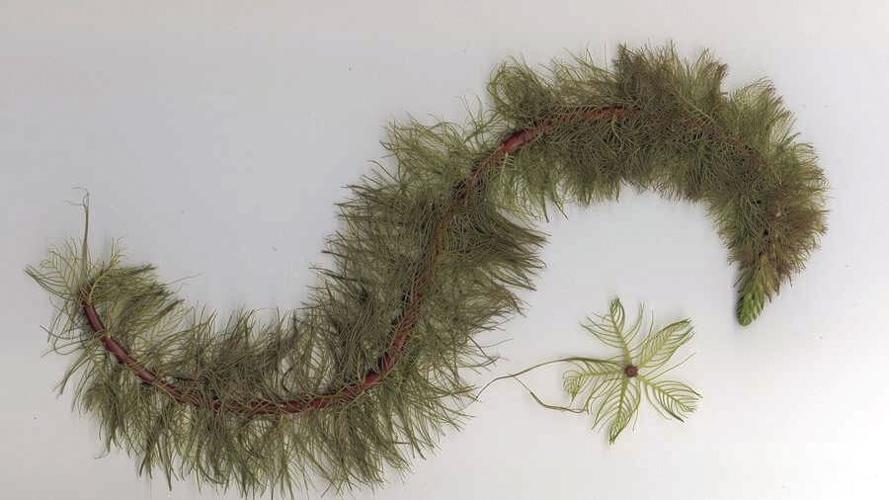 milfoil