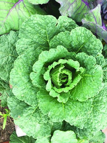 resilient gardens 1.JPG