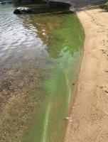 Summer is off to a bad start for cyanobacteria in N.H. waters