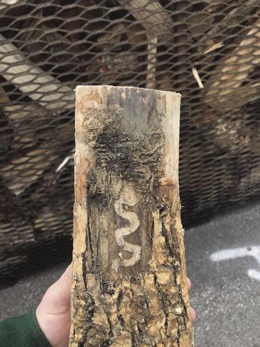 EAB firewood