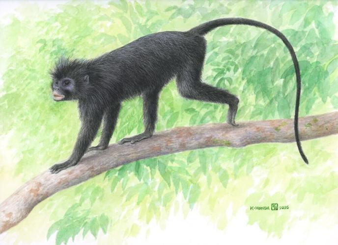 New species of monkey with unusual orange lips discovered in African rainforest