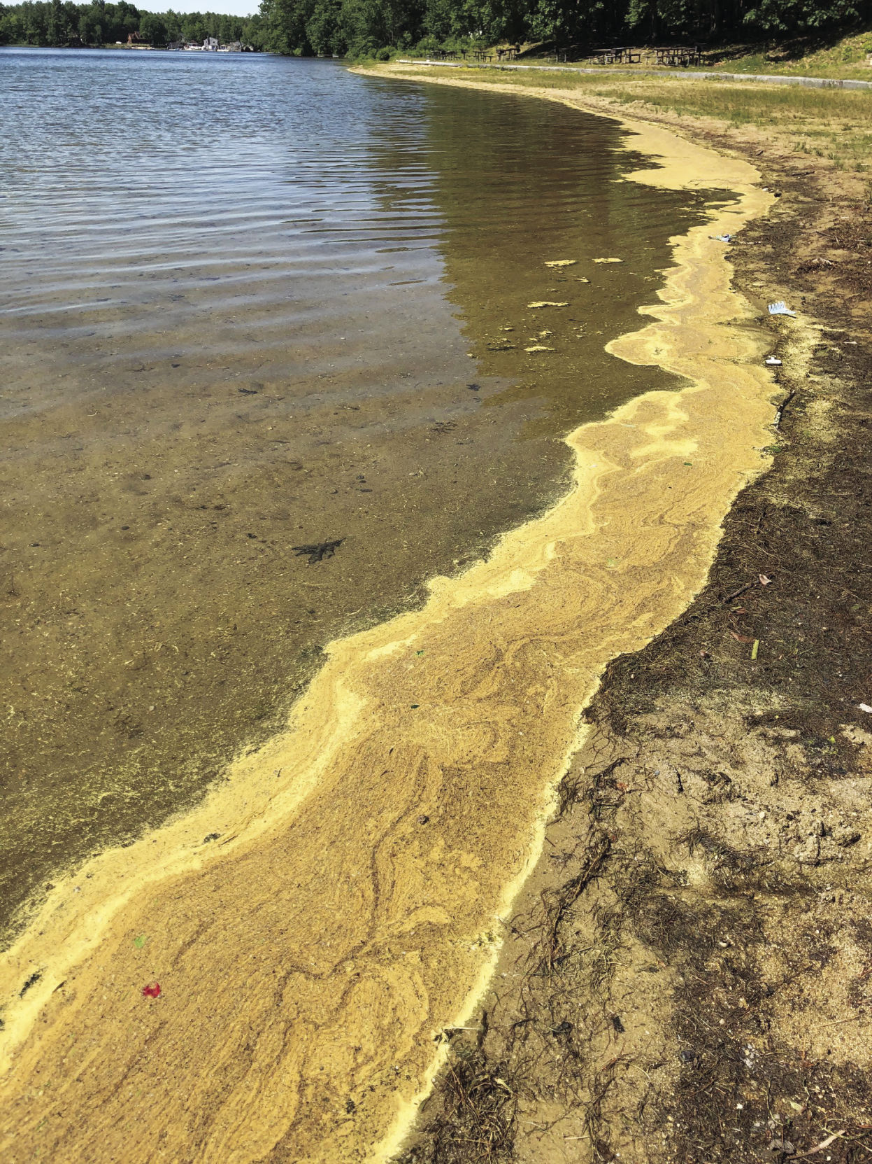 6-24-20-Cyanobacteria in Hollis silverlake060820.jpg