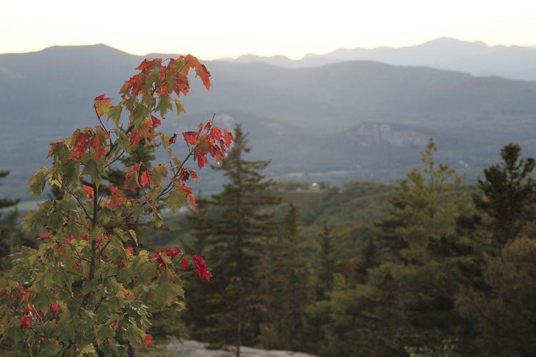09-25-21 Black Cap leaves medium