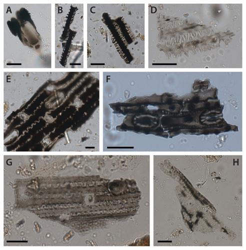 Indigenous Australians were burning grass for magic and healing 25,000 years ago