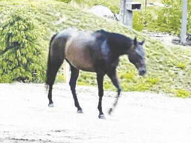 Jonna Carter-Horse Sense