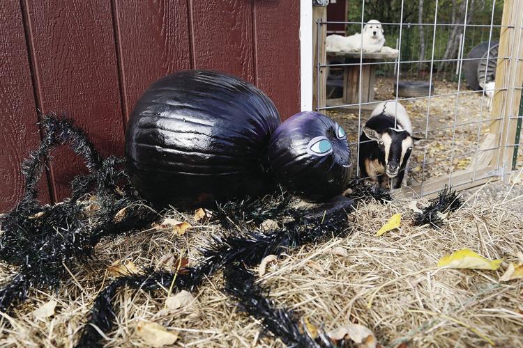 10-05-21 Pumpkins whitneys detail