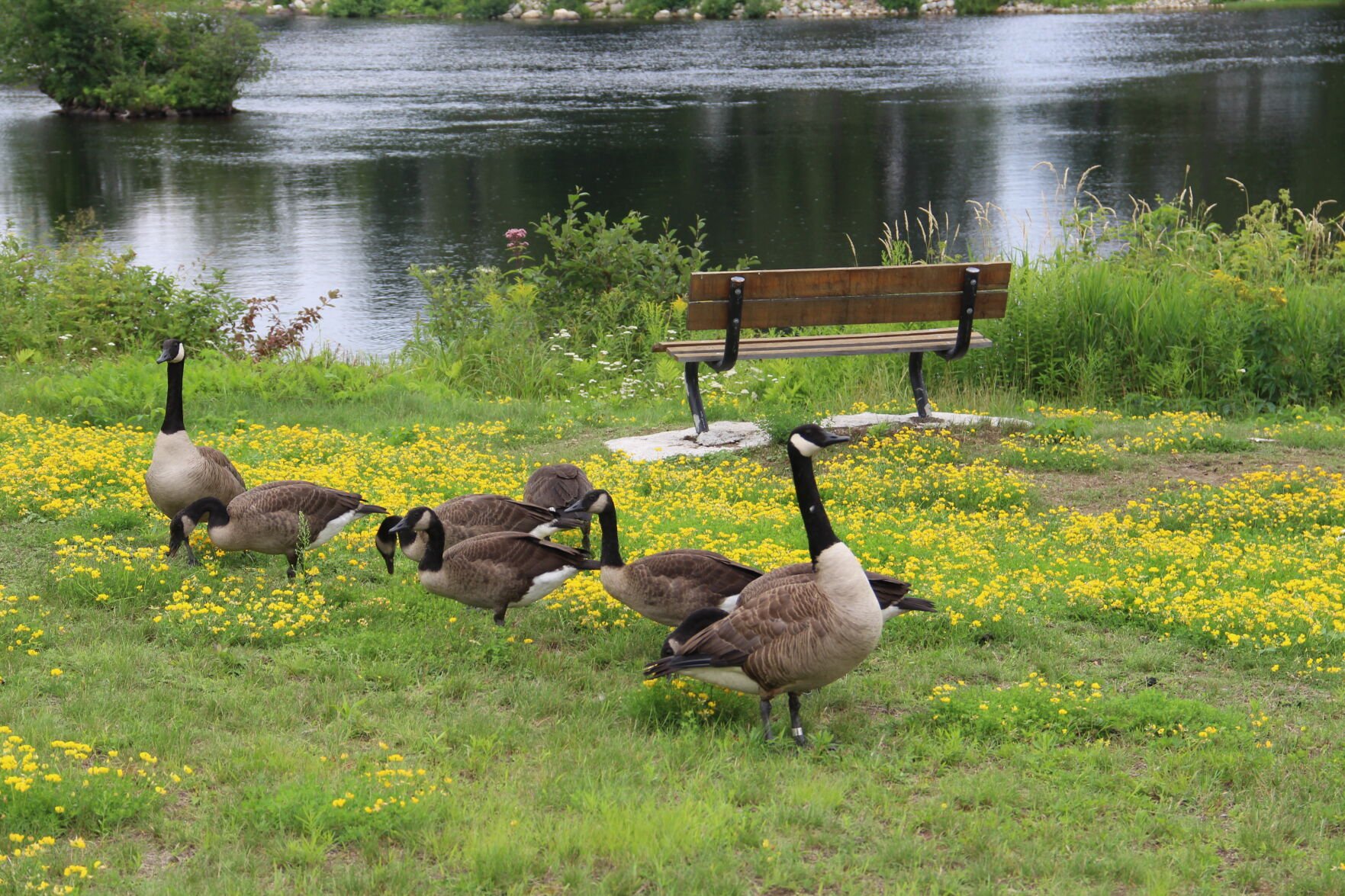 Canada goose clearance 18 years 5-7