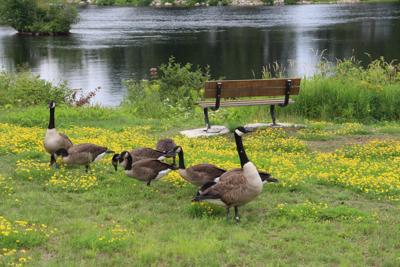 Don't feed the Canada geese