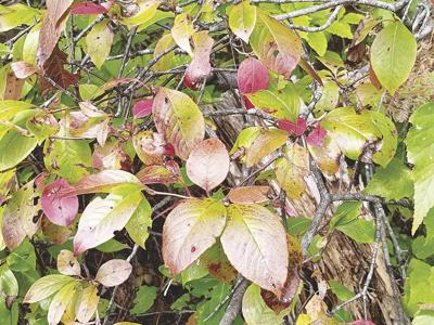 Notes from a Naturalist-Fall is for noses