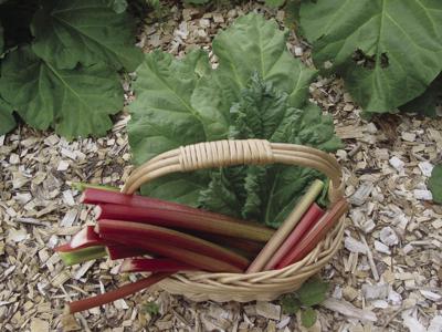 rhubarb