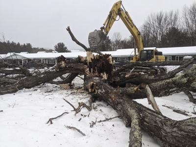 intervale tree crane