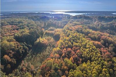 A long-running experiment is testing tree mixes to develop the healthiest forests. Mickey Pullen/Smithsonian Environmental Research Center