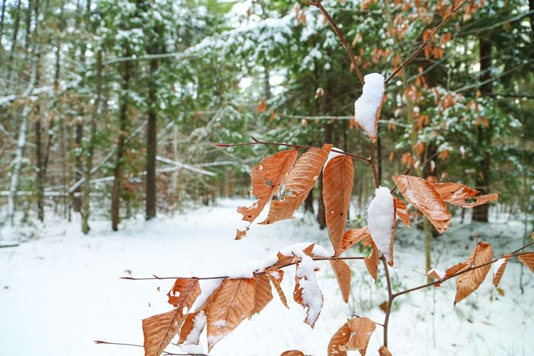 12-01-25 Snow whitaker leaves