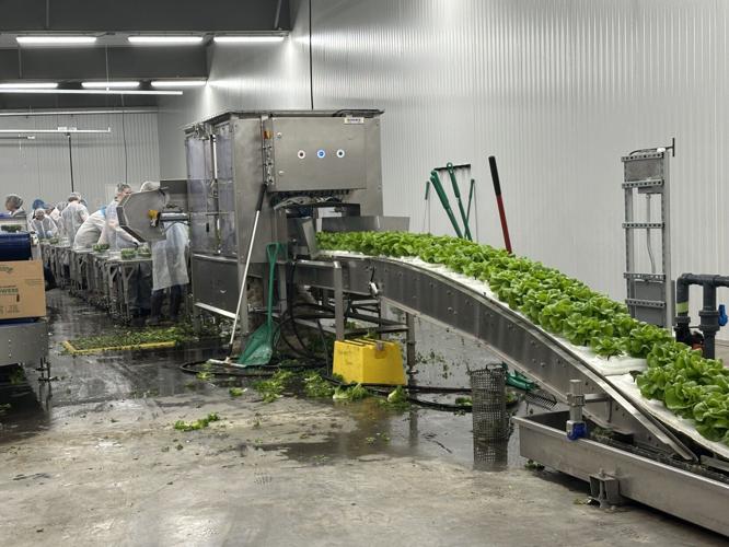 Employees of North Country Growers monitor for quality the salad greens