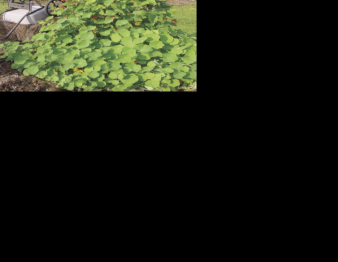 scarletrunners.JPG