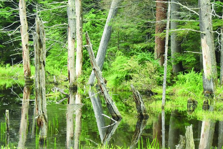 Tin Mountain Wander - beaver flight.JPG