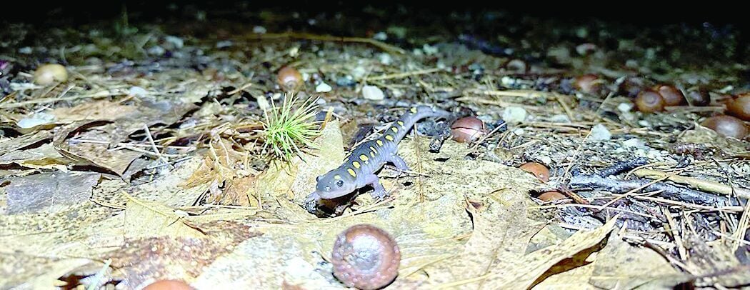 big night salamander