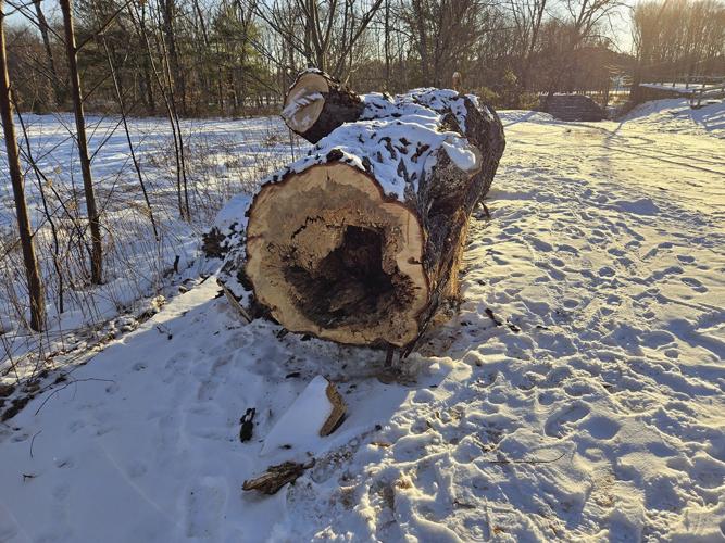 Inside of Silver maple