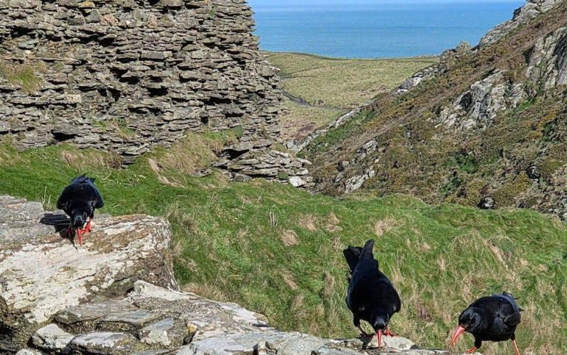 King Arthur’s birds return to Tintagel Castle after 100 year absence