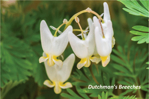 Spring Ephemerals will be the focus of a presentation at the Fortier Library