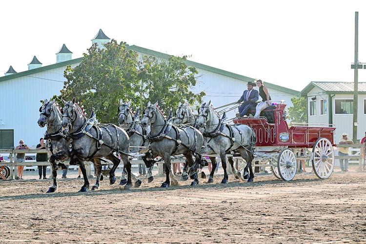 Husseys - Justin and Allie Hussey with six Percherons