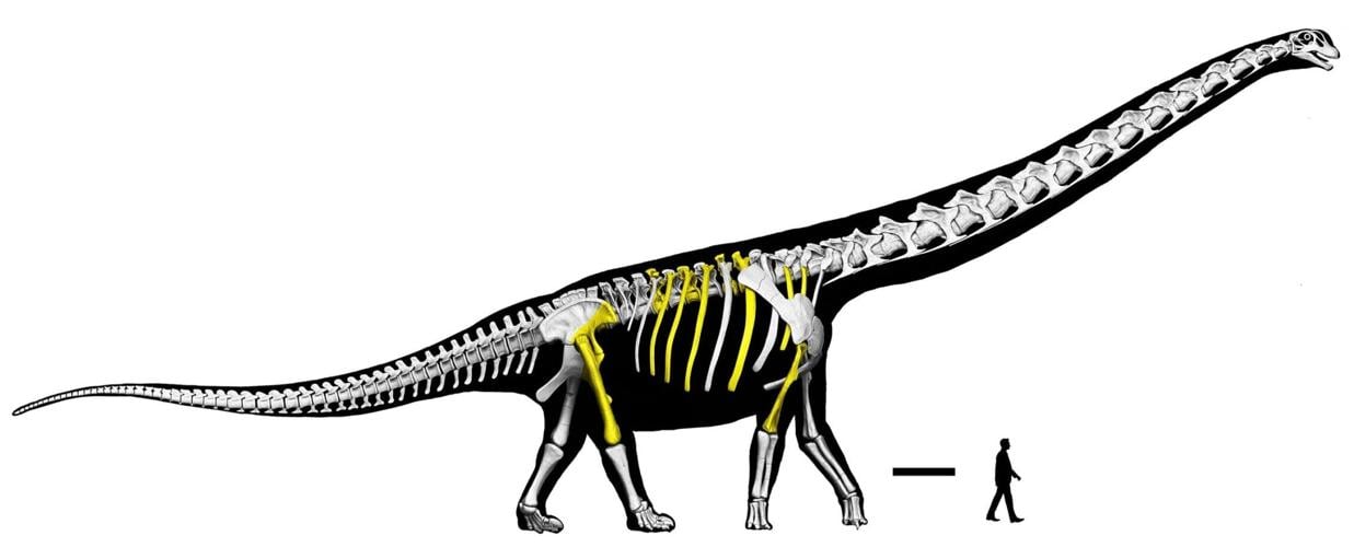 Newly identified giant long-necked dinosaur weighed same as nine adult elephants