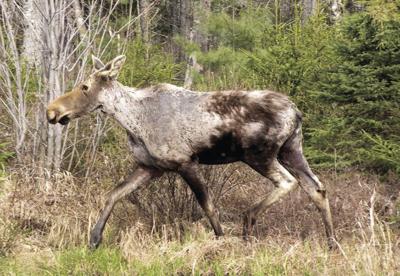 moose