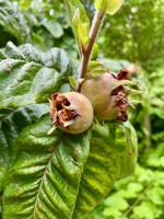 Rare fruit tree given rude nickname by Shakespeare discovered