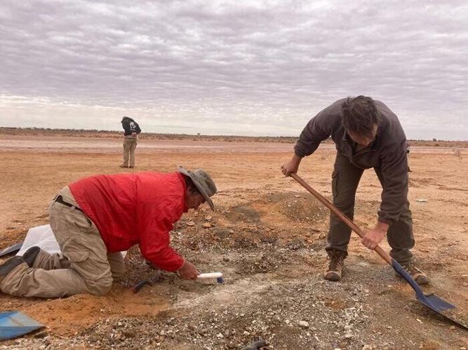 Platypuses swam with dolphins 25 million years ago, reveals “exciting” fossil find