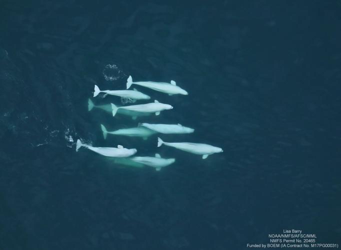 Beluga whales indulge in wife swapping to enhance long term survival chances