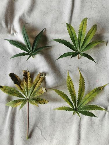 pexels-myseeds-35542392