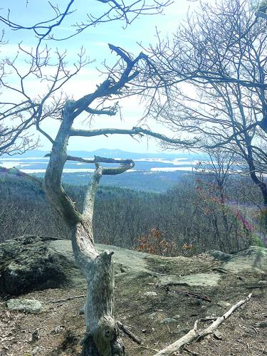 Hiking - sculptured dead tree