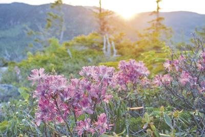 Notes from a Naturalist: Mountain top blooms