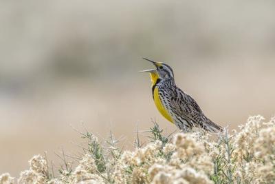 A western meadowlark sings its mating song Danita Delimont/Gallo Images Roots RF collection via Getty Images