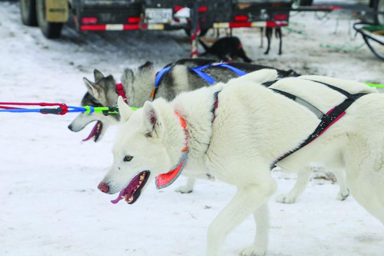 02-21-26 TOC Sled Dog dog after finish