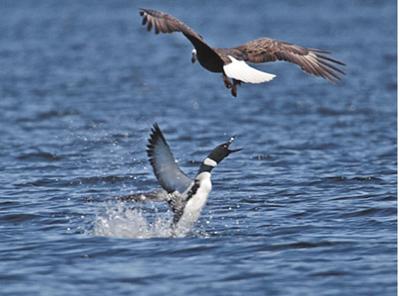 Eagle Loon conflict