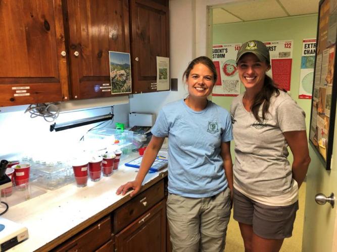 The Secret Life of NH’s Endangered Mountain Butterfly