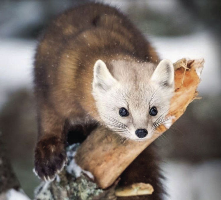white marten