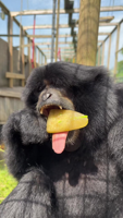 Gibbon snacks on popsicle to beat the heat