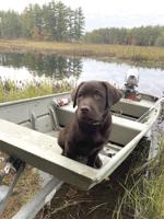 Fish and Game Conservation K-9 trainee makes his debut