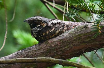 bird