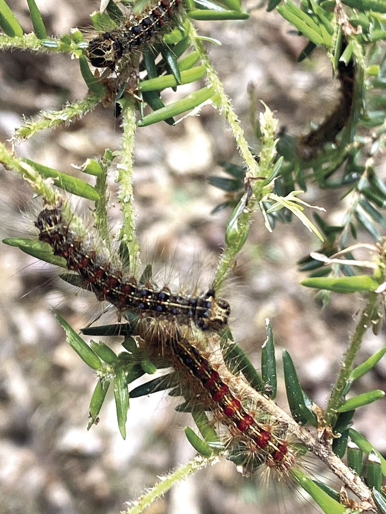 spongy moth caterpillars on hemlock.jpg