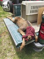Peter Hill: With help of GPS coordinates orphaned moose rescued in Pinkham Notch