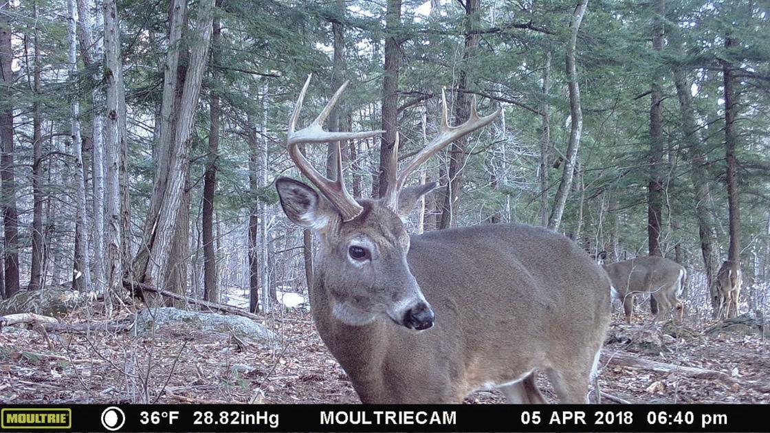 deer are here successful season for local hunters local news conwaydailysun com